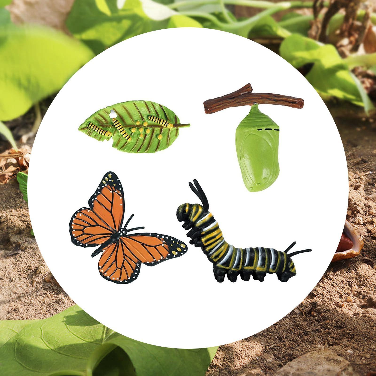 Kids Bee Growth Life Cycle Fig - Kids Education Sites recension och pris