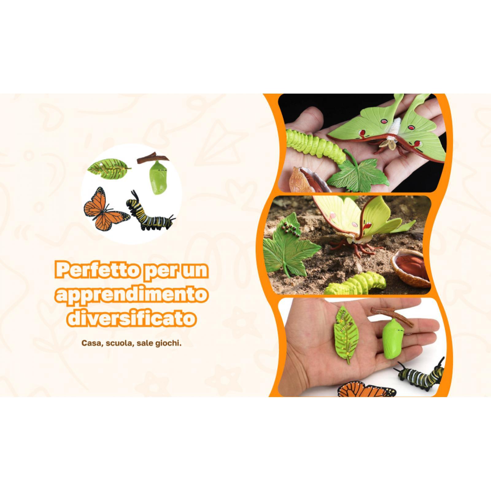Kids Bee Growth Life Cycle Fig - Kids Education Sites recension och pris